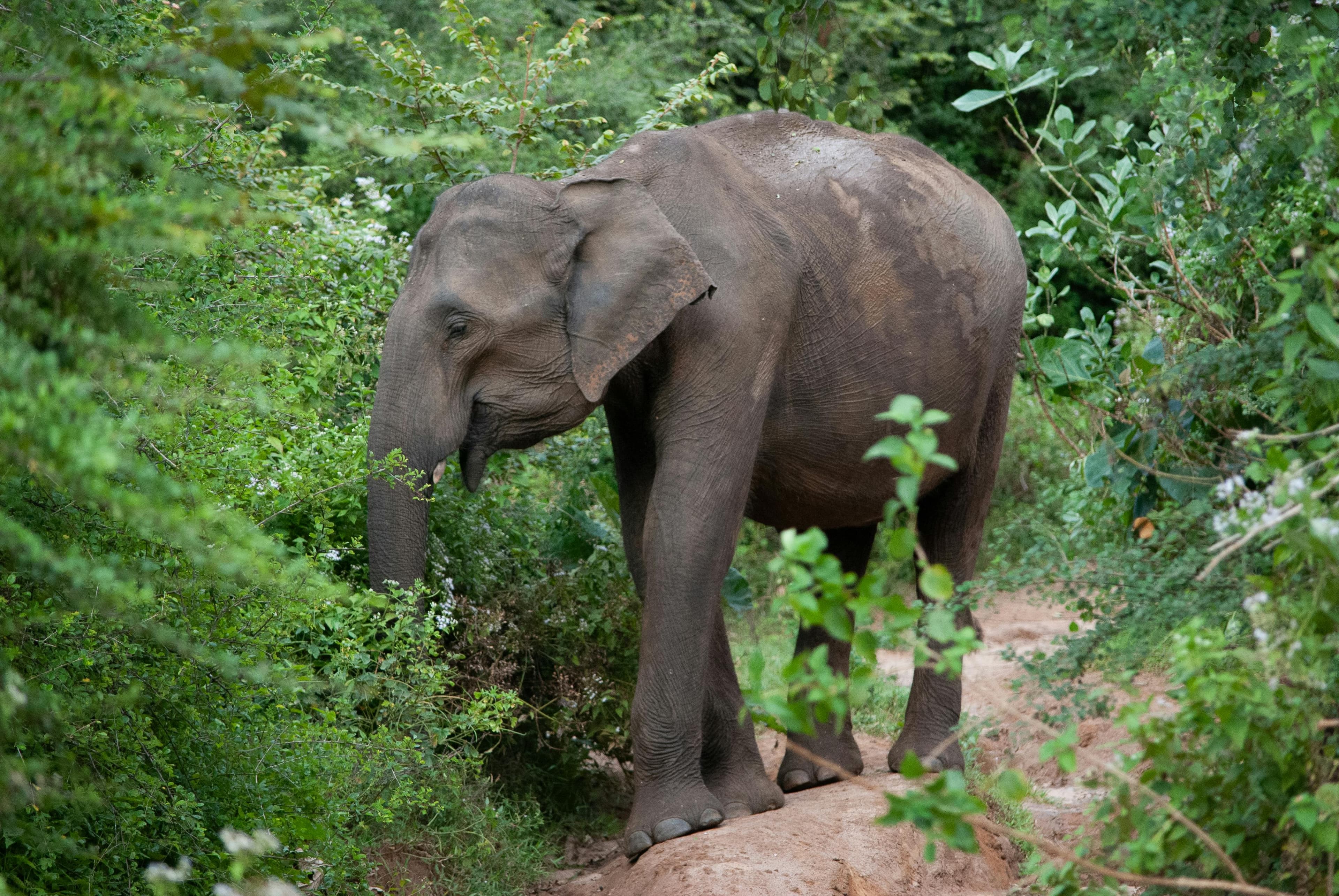 Sri Lanka Travel Location Asset